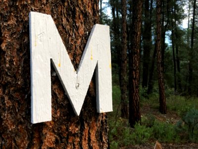 This New Metro Stop is Way Out in the Woods