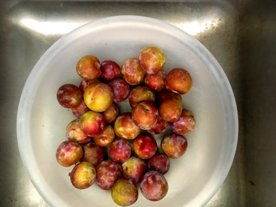 Still Plumming