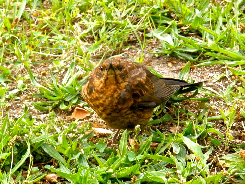The real Angry Birds