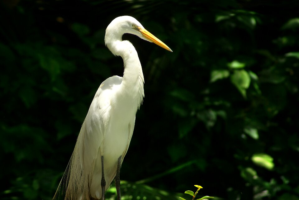 Heron bird environment