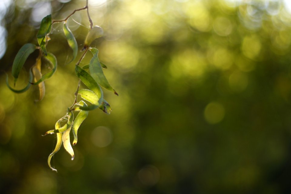 Weeping willow, please don't weep... photo