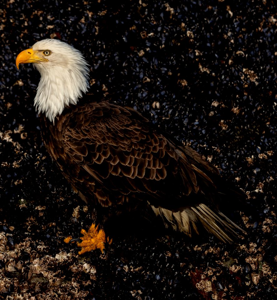 2020 Bald Eagle Portraits, vicinity Homer, Alaska (16)