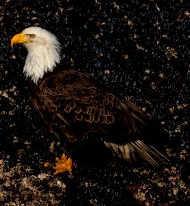 2020 Bald Eagle Portraits, vicinity Homer, Alaska (16)