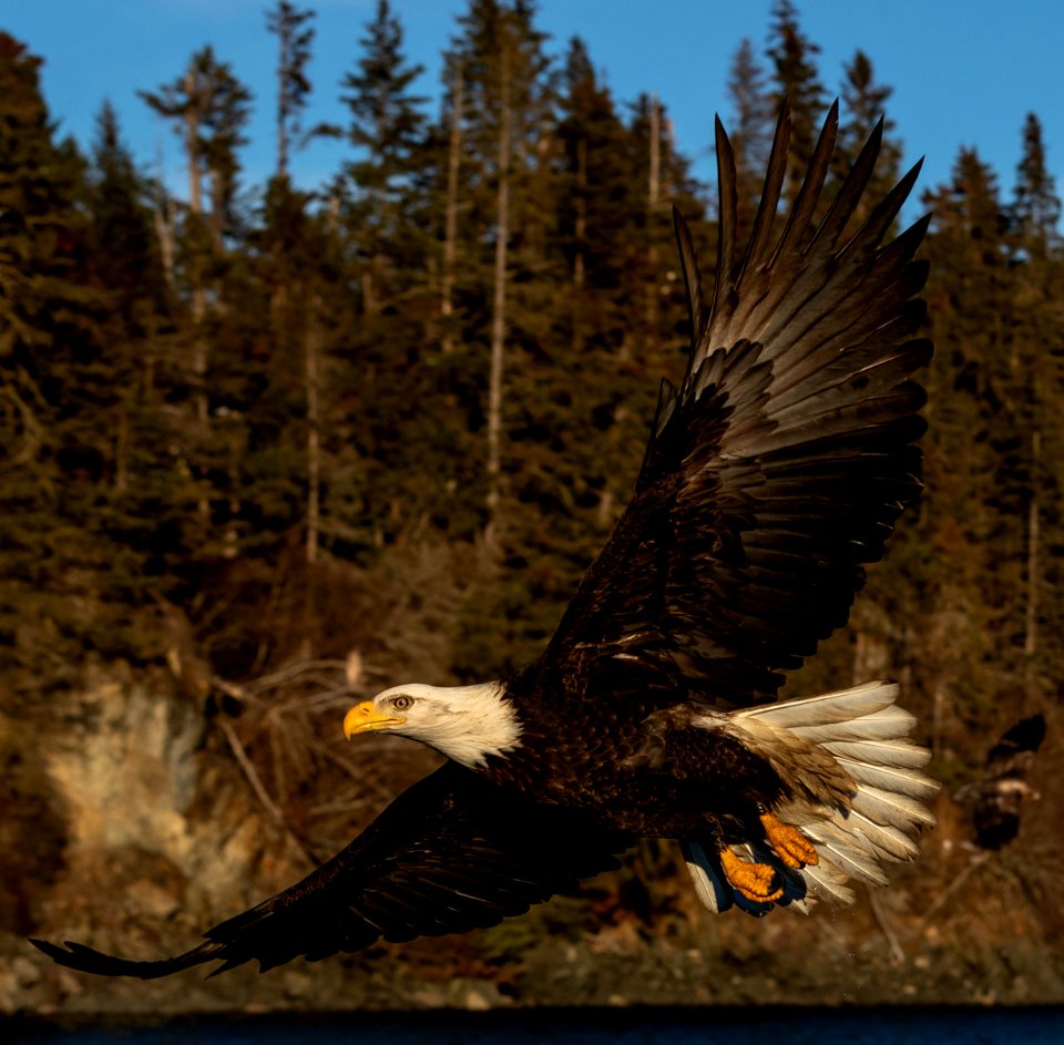 2020 Bald Eagles in and around Homer, Alaska (98)