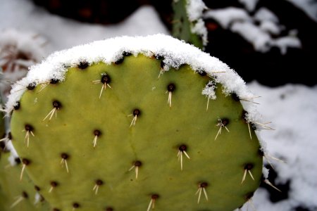 Snow On Cactus photo