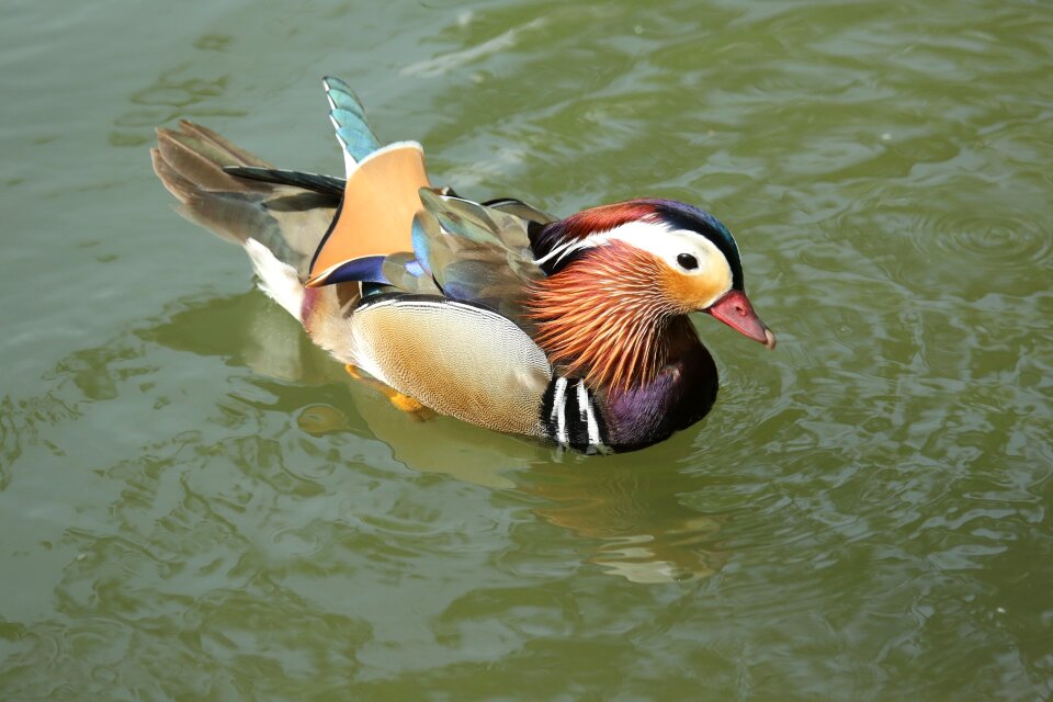 Bird duck colors