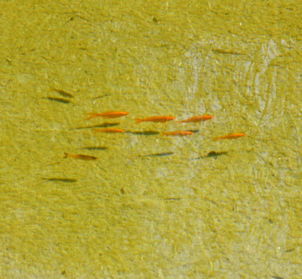 Little goldfish