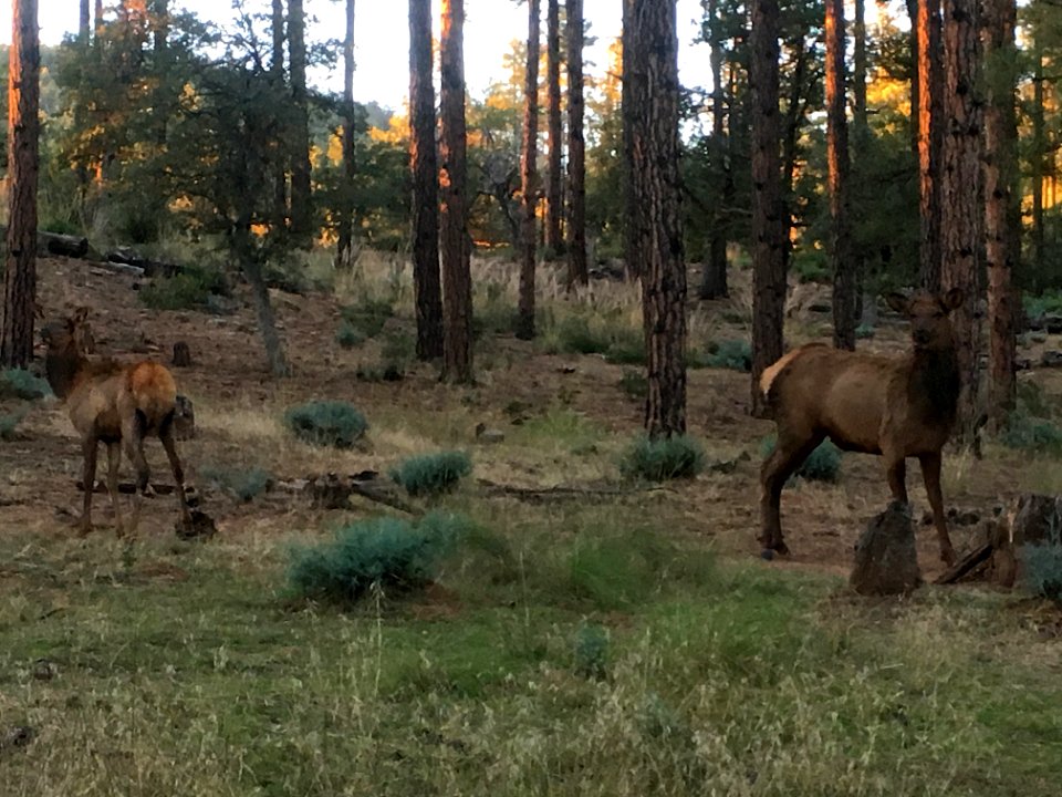 A Meeting of our local Elks Society