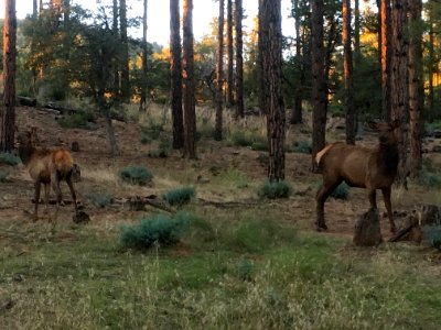 A Meeting of our local Elks Society