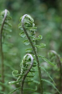 Fern nature young leaves