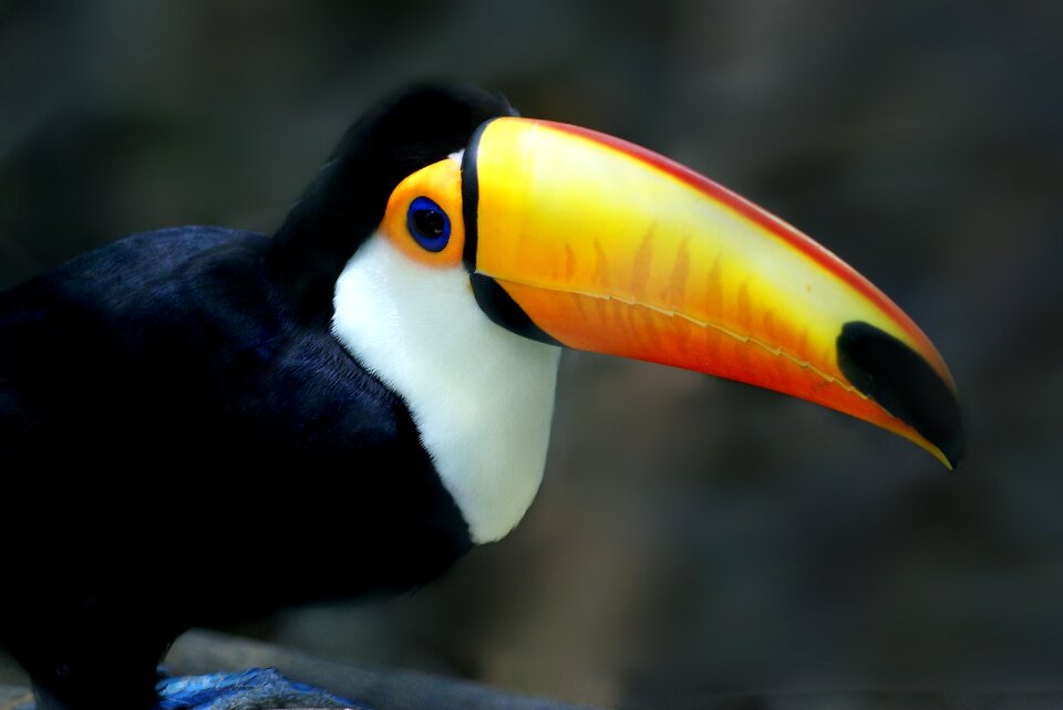 Tucano bird Free photos