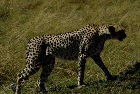 Cheetah photo