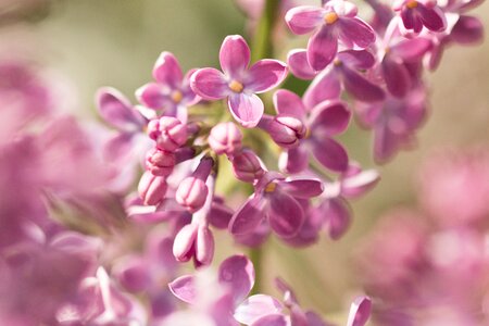 Spring garden purple photo