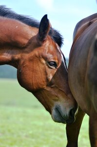 The horse the proximity of the stud