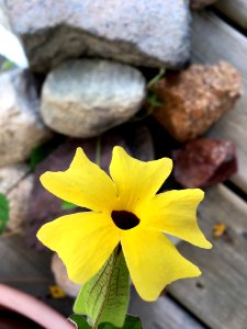 2018/365/219 Flower and Rock Stories