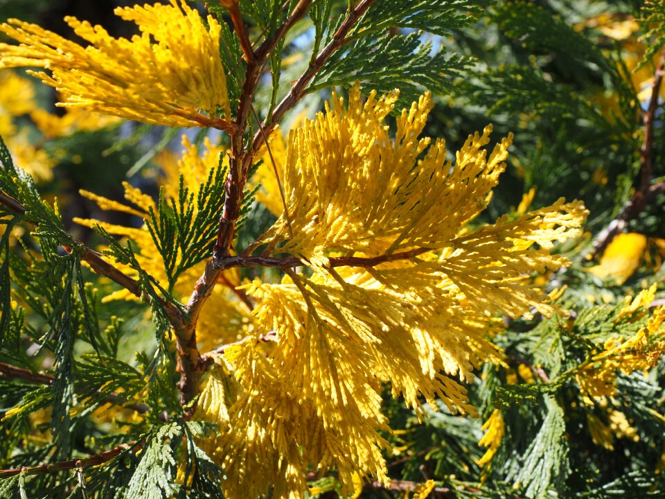 Calocedrus decurrens tap male tap