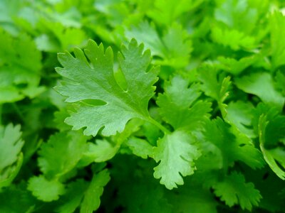 Healthy nature plant