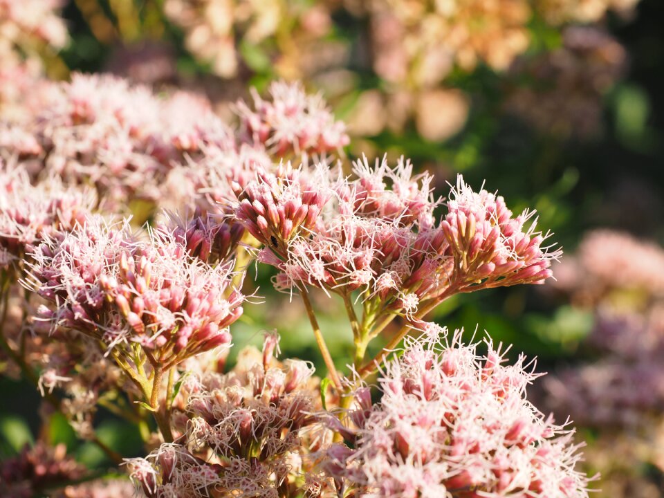 Sedum telephium l hylotelephium thick sheet greenhouse
