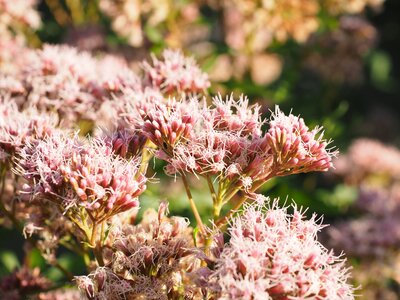 Sedum telephium l hylotelephium thick sheet greenhouse