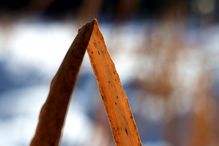 Bent