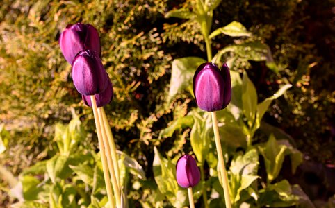 Violet spring flowers cut flowers photo