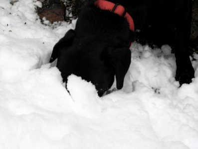 Dog Face Plant