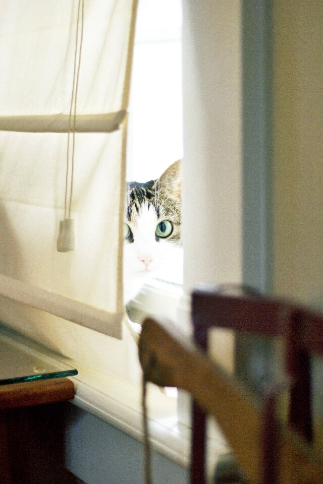 Animal window curtain photo