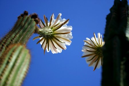 Ceres Cacti Triplicate