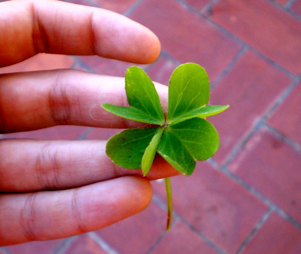 Huge 4 leaved clover!