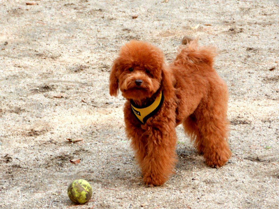Ball o'clock