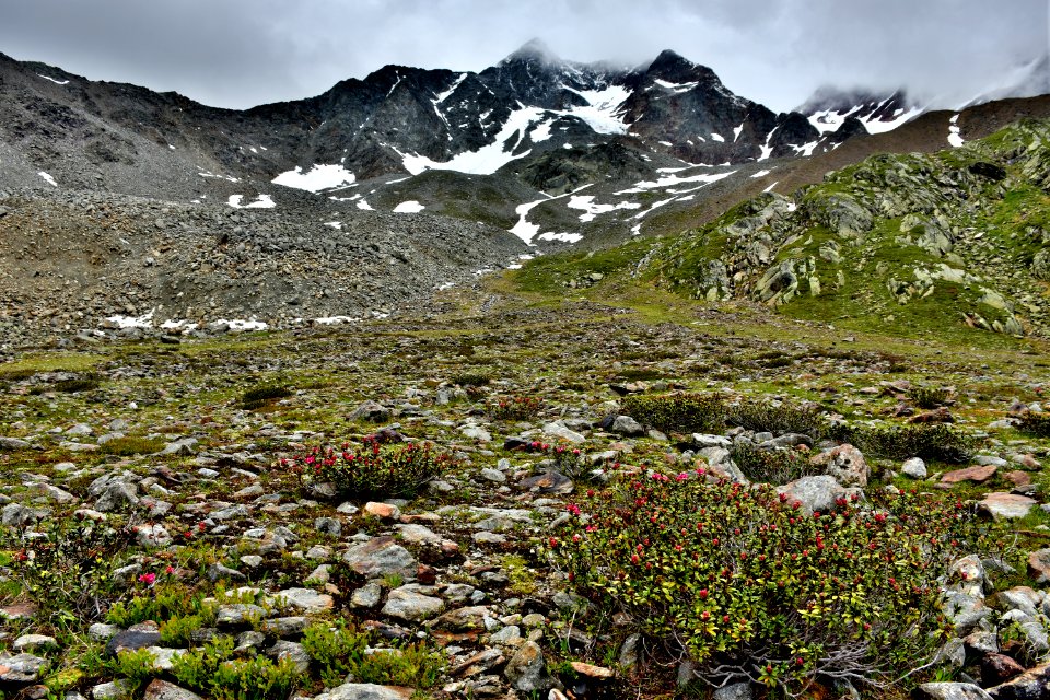 The flowers win on the stones