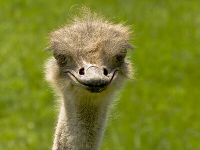 Bird flightless bird creature