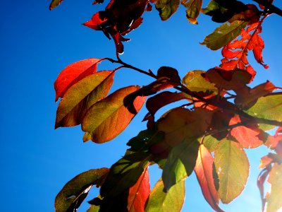 Yes, Virginia, There Are Fall Colors in Arizona