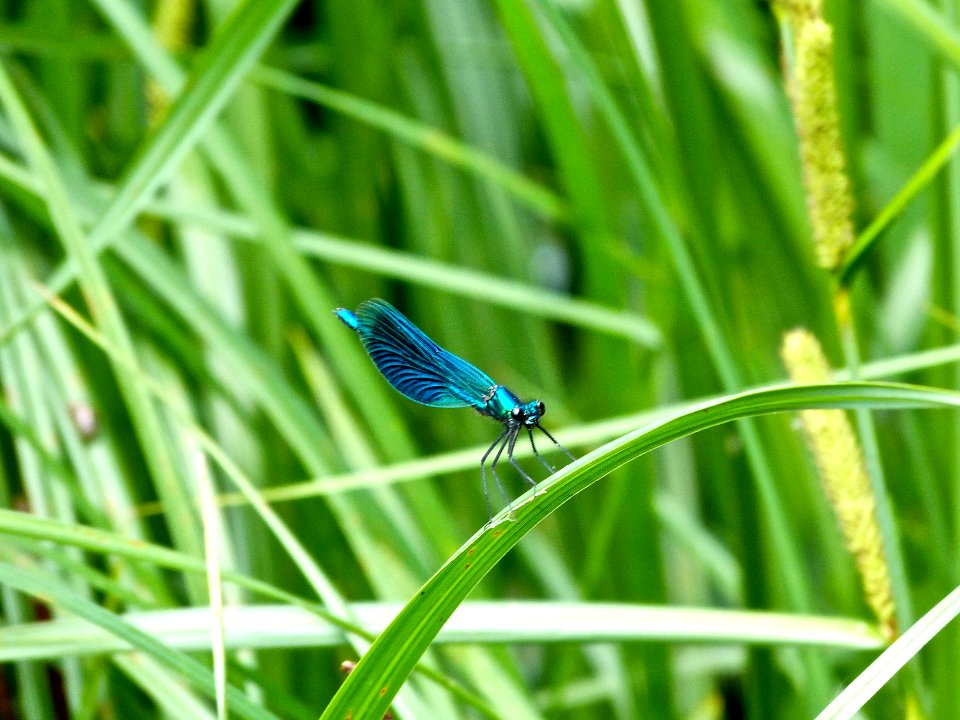 Banded Damselfly