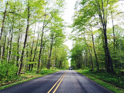 Trees forest woods photo