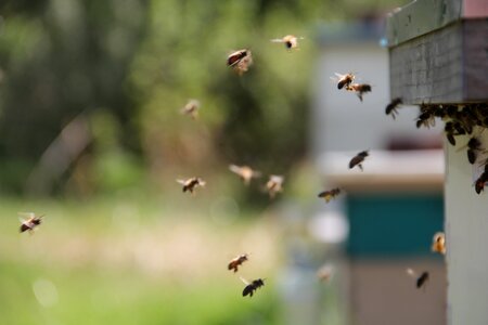 Honey insect yellow photo