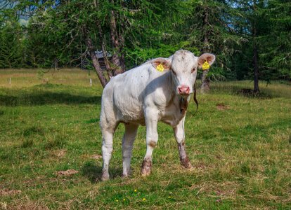 Pasture cattle livestock