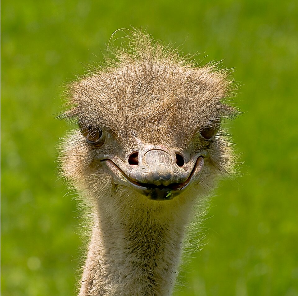 Bird flightless bird creature