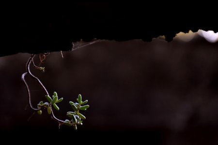 Buds from the rock photo