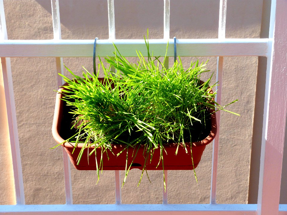 Cat grass for the sunny days
