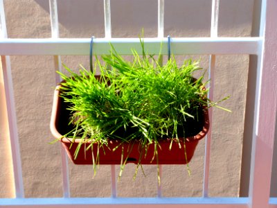 Cat grass for the sunny days photo