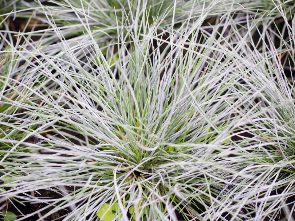 Licorice poaceae bluegrass