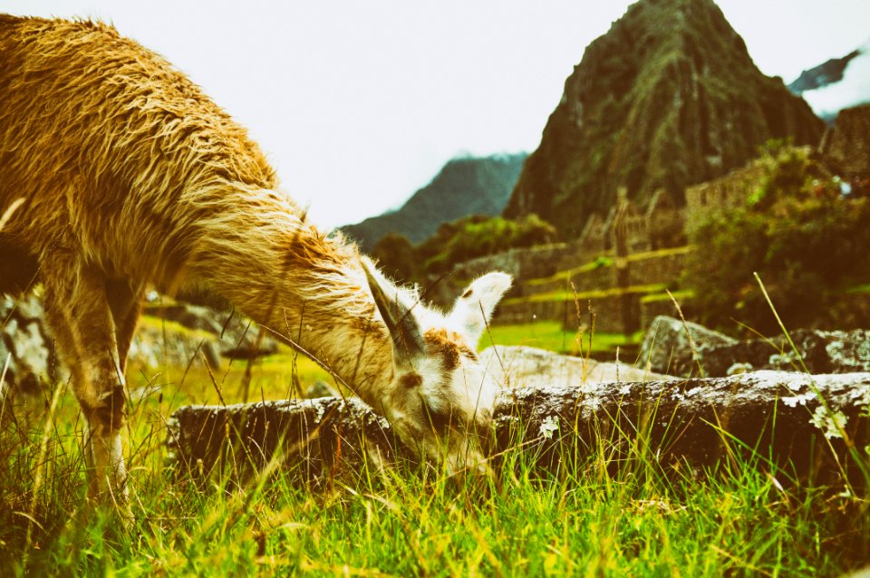 Machu Pichu photo