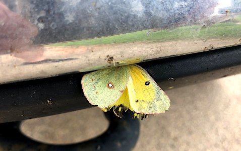 Moth Hitchhiker