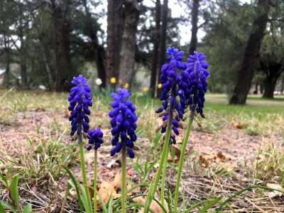 Little Grape Hyacinth Giants