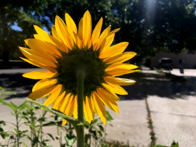 Sunflower Observer photo