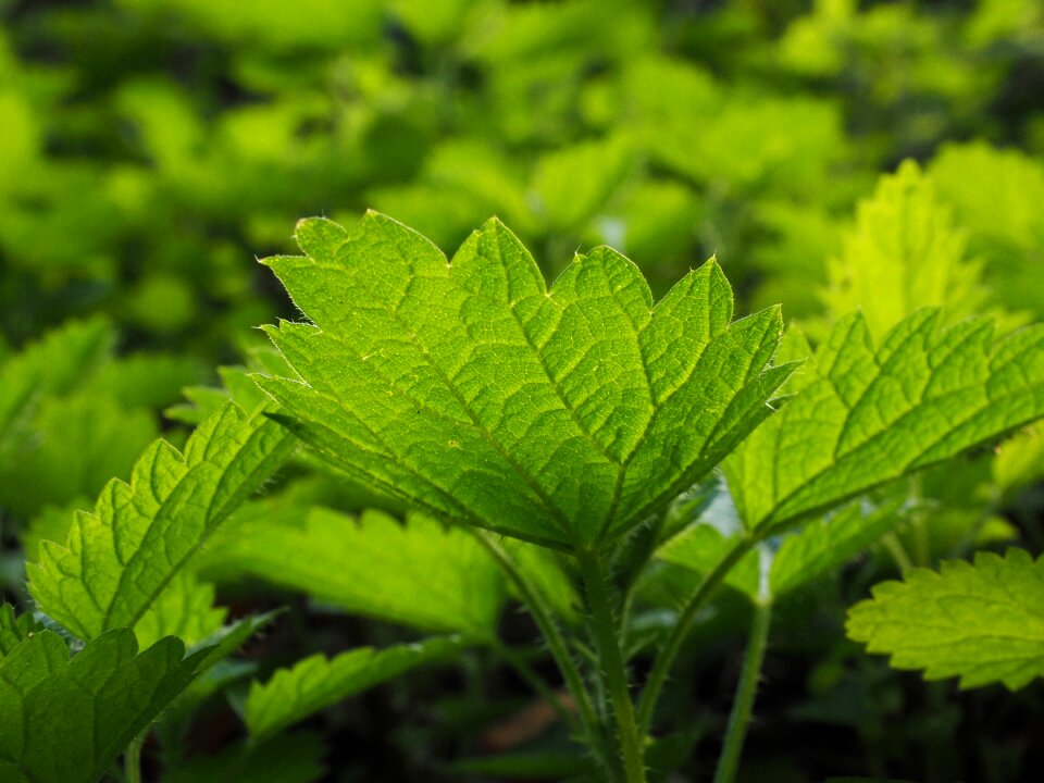 Urticaceae plant burn