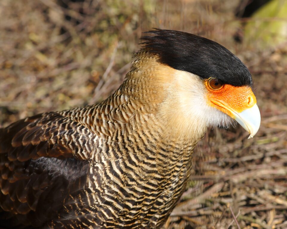 Bird poultry nature