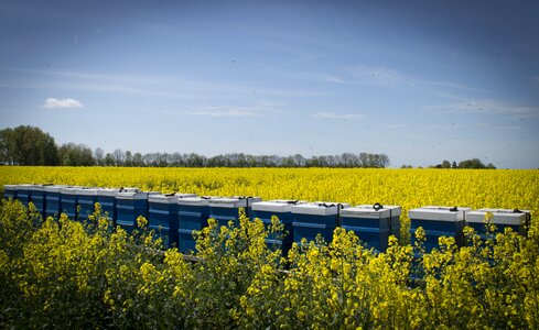 Rapeseed field hive groningen