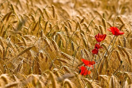 Yellow red poppy